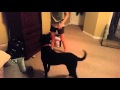 River! Our 14 month old Curly Coated Retriever の動画、YouTube動画。