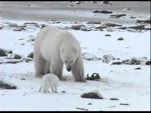 Polar Bear Unwillingly Shares Breakfast Youtube