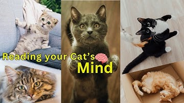 Understanding Your Cat’s Mind 🧠 | Cat Psychology Explained #cat #psychology #viralvideo