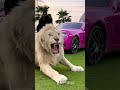 Beautiful Wild Animal Growth Transformation!