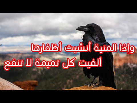 أبيات خالدة 8 وإذا المنية أنشبت أظفارها ألفيت كل تميمة لا تنفع