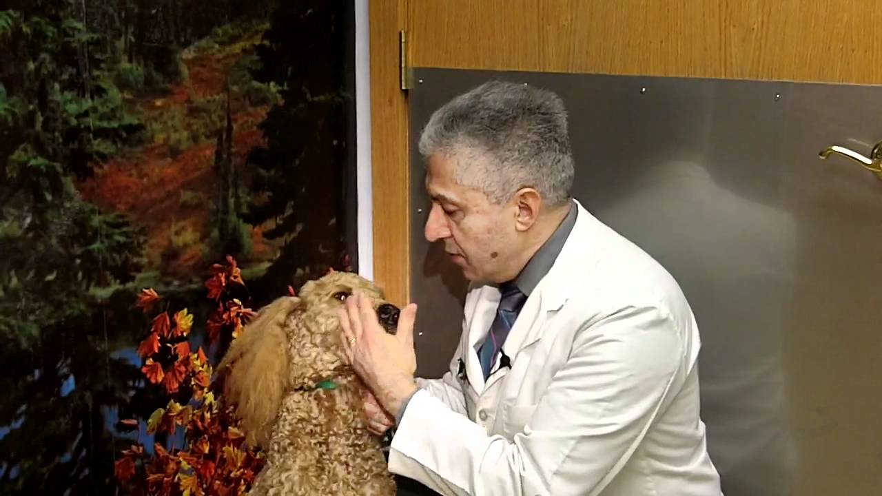 How to brush dog's teeth - pet dentist in Poconos