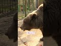 Kako pomagati medvedom v ujetništvu, ki ji ni mogoče vrniti v naravo?