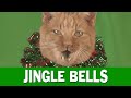 Jingle Cats 2015   Jingle Bells Meowy Christmas
