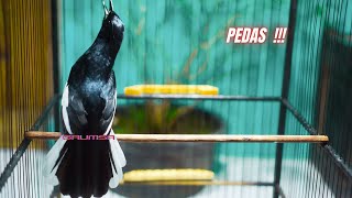 BESETAN TAJAM KACER Gacor INI Bikin DONGKRAK Emosi | Kacer LANSUNG Ngamuk & Bongkar Materi !!!