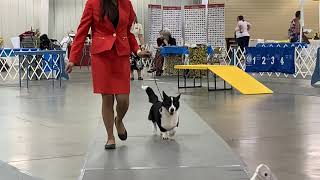 Hutchinson - 6/11/21 - Junior Showmanship - Open Senior by Totally Tiggerific 12 views 5 months ago 14 minutes, 24 seconds