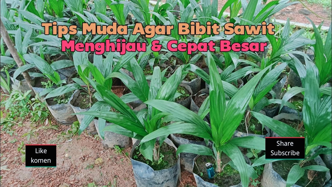 Rahasia Agar Bibit Sawit Menghijau & Subur.