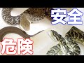 ヘビの危険な状態と安全な状態の見分け方