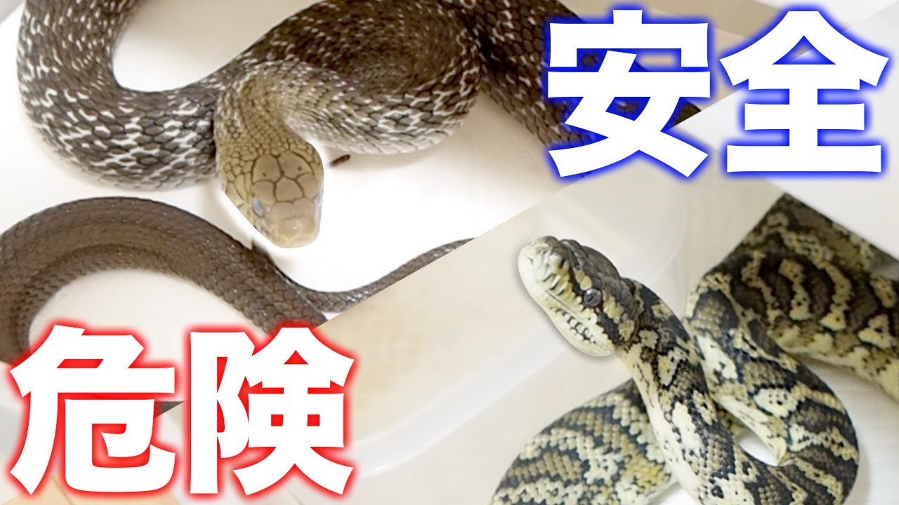 ヘビの危険な状態と安全な状態の見分け方 Youtube