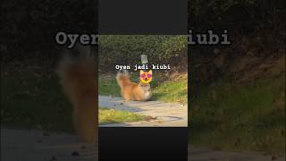 OYEN JADI KIUBI #cat #shortvideo #kucinglucubandung #cute #imut #kitten #lucu #funny #kucingbelang
