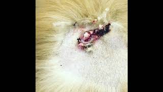 how do you clean a popped cyst on a dog