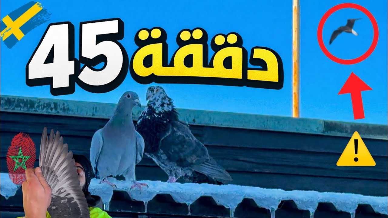 🔥الحمام الزاجل 45 دقيقة في السماء… والثلج تحتها! ❄🕊️