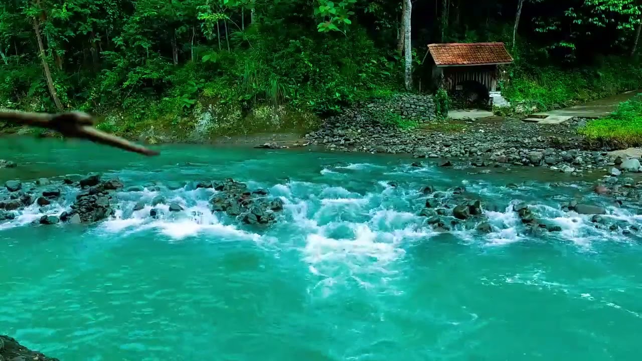 Forest Ambience Sounds - Healing Nature Sounds for Sleep and Relaxation, ASMR