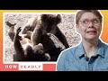 Koalas are loud angry lovers, but are they dangerous? | REACTION