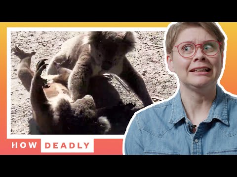 Video: Hur farliga är koalabjörnar?
