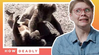 Koalas are loud angry lovers, but are they dangerous? | REACTION