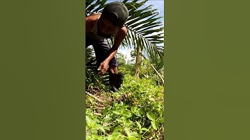 Harvesting cassava part 186 #shorts #farming #cassava #nature  #cassavaroots #cassavafarming