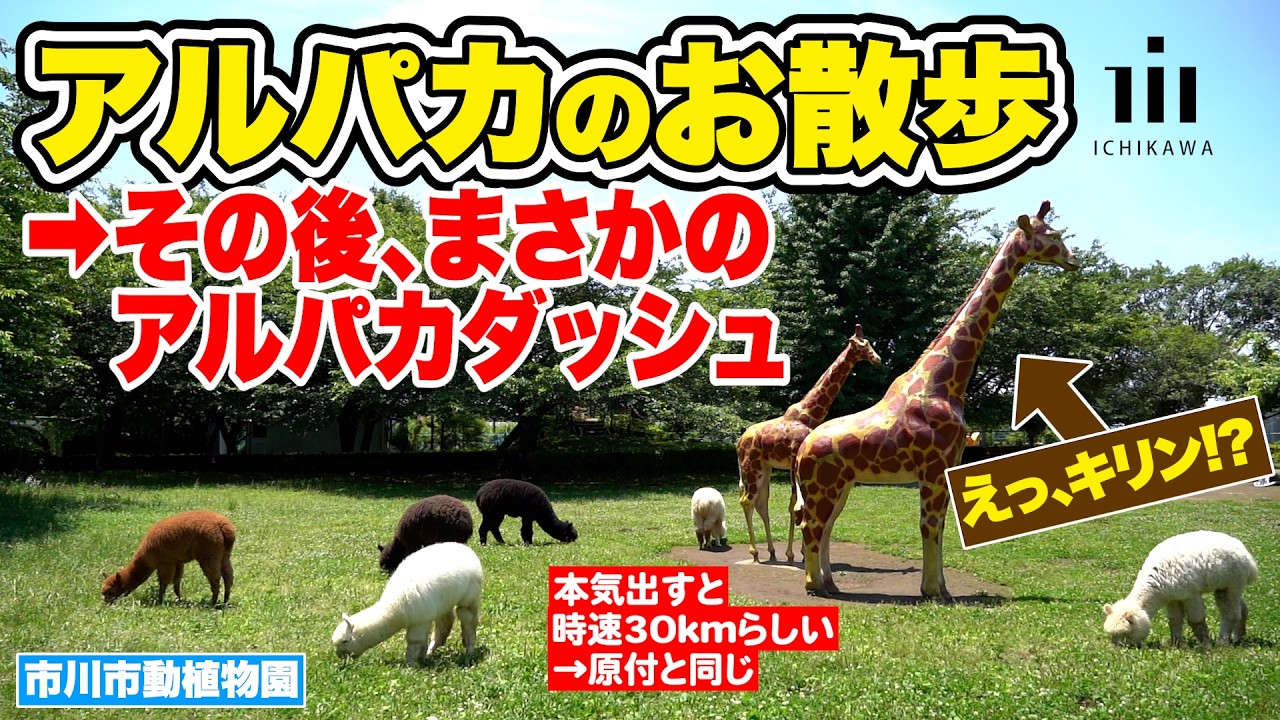 【もふもふ大行進】アルパカのお散歩（市川市動植物園）