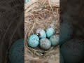 canary egg hatching #canary #canarybird #canaricultura #timbrado