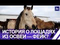 Лошадей белорусской упряжной породы хотят отправить на убой: правда или фейк?