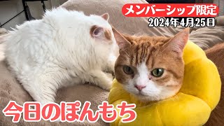 【特別公開】この動画は4月25日にメンバー限定で公開した動画です！ by ぽんもち日記 199 views 2 weeks ago 2 minutes, 58 seconds