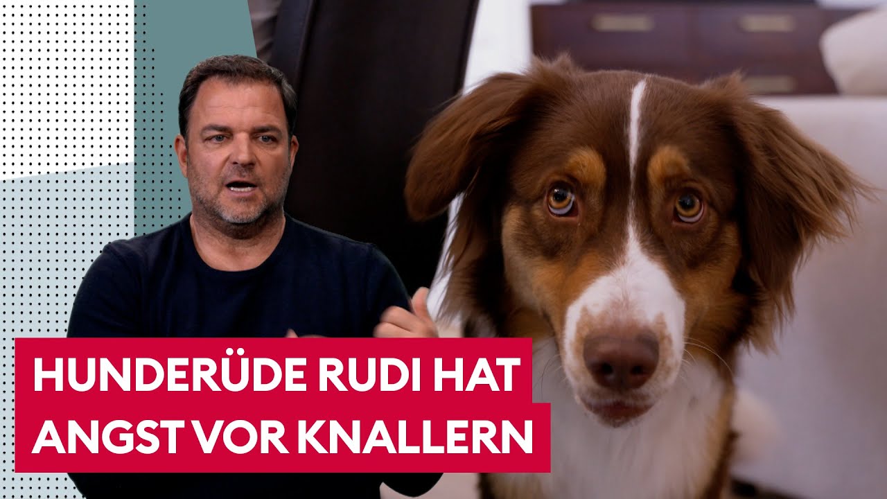 Hund hat Angst vor Knallern hat. Was tun? | Der Hundeprofi