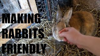 Make 'em Friendly | How I Got my Colony Meat Rabbit Breeders to Like Me