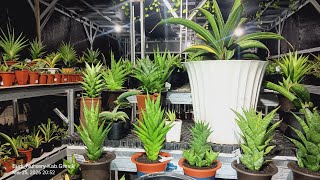 live sale sansevieria flash deal varigata and hybrid #sansevieria #hybrid #sale #Budi_Nursery