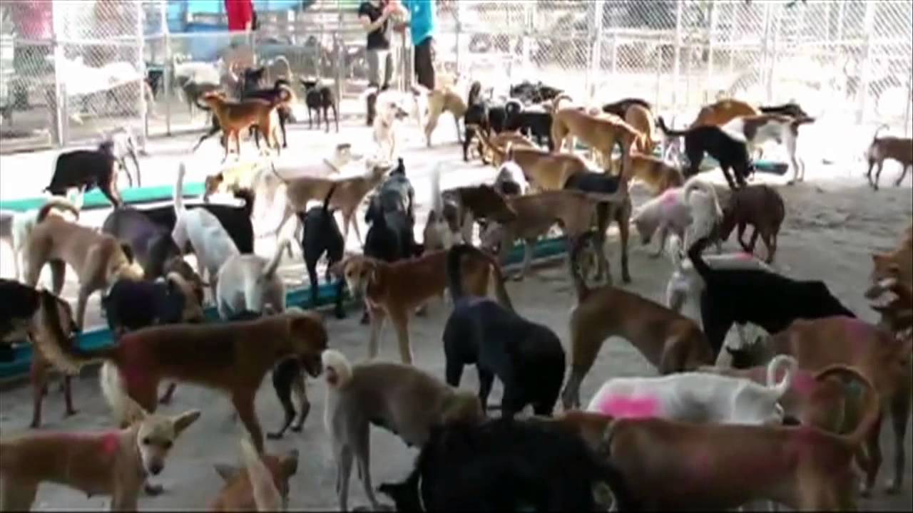 Meet GreaterGood.org's Allison Wexler