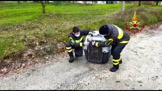 Grottaminarda, tasso cade in piscina: salvato dai Vigili del fuoco