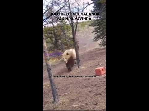 BOZ AYI SALDIRISI (fotokapan2) - YouTube