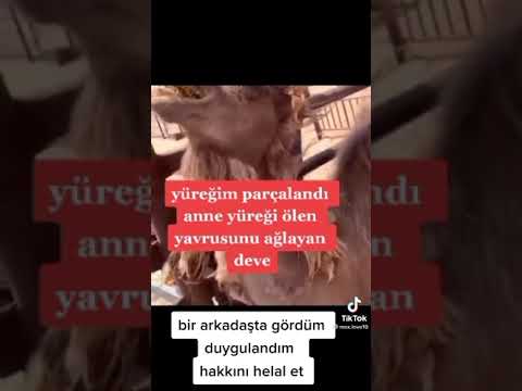 Yavrusunu kayıp etmiş anne devenin feryatı içini yaktı ya😥😥