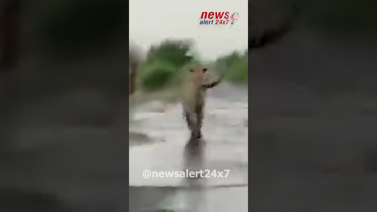 Viral video of Royal Bengal Tiger near Andhra Odisha border keeps villagers on toes !!