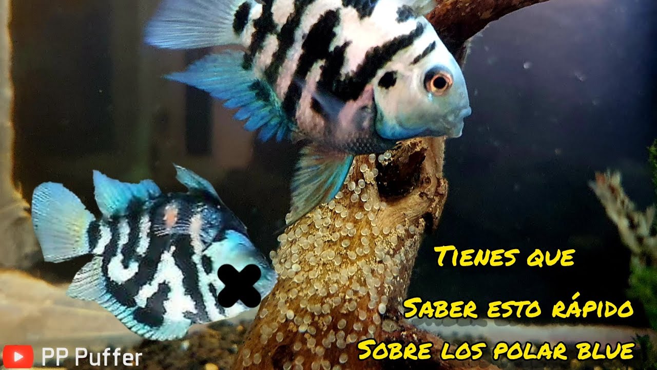 Debes Saber Esto De Los Polar Blue - YouTube