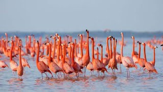 Greater flamingo (Phoenicopterus roseus) flock wading in the lake
Greater flamingo (Phoenicopterus roseus) flock wading in the lake. The greater flamingo (Phoenicopterus roseus) is the most widespread and largest species of the flamingo family. It is found in Africa, on the Indian subcontinent, in the Middle East, and in southern Europe. More... https://indianbirds.thedynamicnature.com/2014/11/greater-flamingo-phoenicopterus-roseus.html
Scientific classification:
Kingdom: Animalia
Phylum: Chordata
Class: Aves
Order: Phoenicopteriformes
Family: Phoenicopteridae
Genus: Phoenicopterus
Species: P. roseus
#Birds #Flamingo #YouTubeBirds Greater flamingo (Phoenicopterus roseus) flock wading in the lake