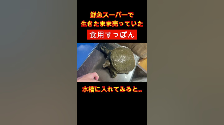 The terrible fate of edible soft-shelled turtles sold at a fresh fish supermarket.. #shorts #fres...