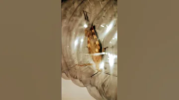 لم تشاهده من قبل حشرة جراد كبيره سبحان الله 
