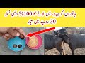 Desi Formulla to bring Dairy Cow and Buffalo in Heat ll Heat Problem in Dairy Animals