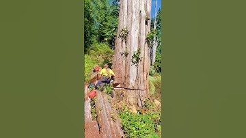 a clever idea to cutting down this HUGE tree 😱 #tree #shorts #short #shortsfeed #shortsvideo #forest