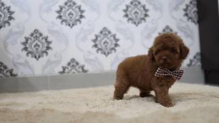 Red Tiny Toy Poodle, Anakan Import Taiwan, Kualitas Istimewa by Devoue Kennel 2,703 views 7 years ago 38 seconds