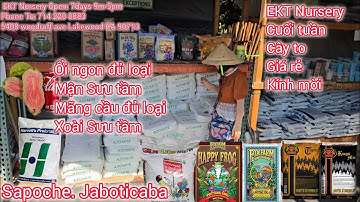  thần kỳ $30, vú bò $100, Thai vuông, Thai ruby $100, Sale jaboticaba và Mãng cầu, xoài các loại 