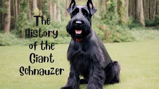 The History of the Giant Schnauzer