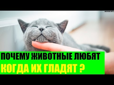 Почему животные любят когда их гладят?