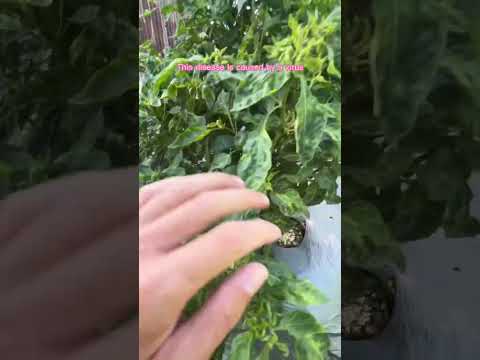 Vídeo: Virus del mosaic a les plantes de okra: com reconèixer el okra amb el virus del mosaic