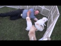 10 Week old Pomsky Puppies Playing