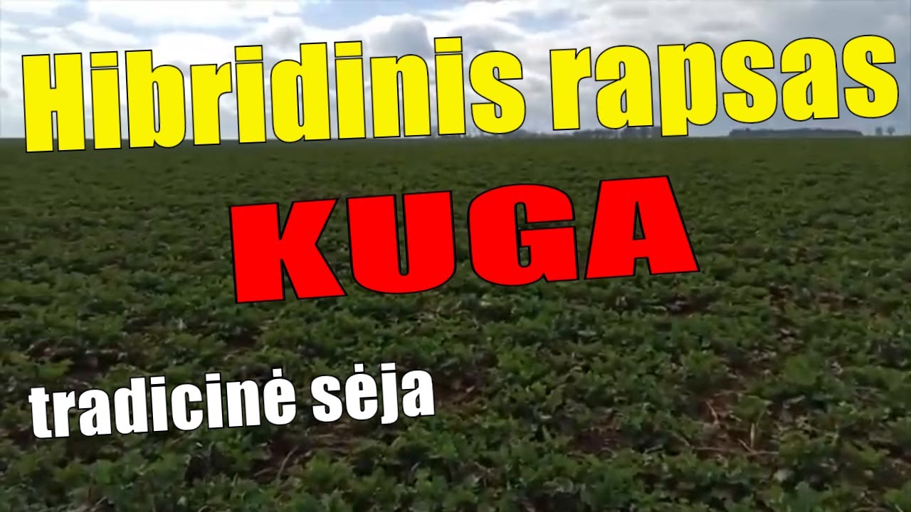 Hibridinis rapsas/KUGA - YouTube