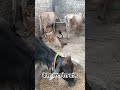APT virson india #funny #comedy #cute #funnyanimals #birds #ytshorts #youtubeshorts #trandingshorts