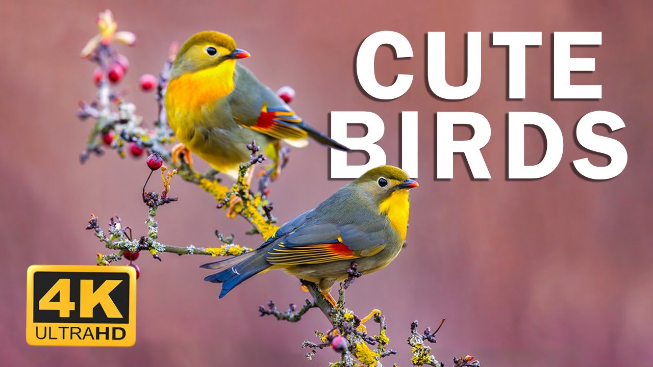 Small Tropical BIRDS 4K ULTRA HD - Beautiful Bird Sounds Nature Relaxation