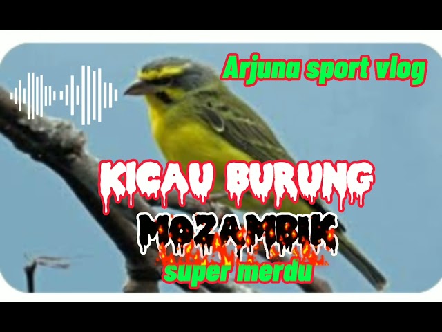 ☑️kicau burung MOZAMBIK super jernih#master kicau @arjuna sport vlog class=