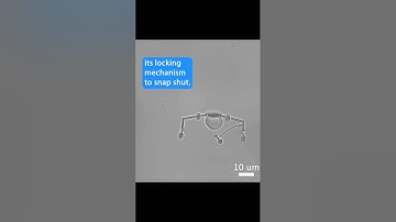 Microscale robotics for single-cell manipulation 🤯